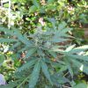 Buy Bud Automatic Seeds online | Bud Automatic Seeds for sale | Bud.A