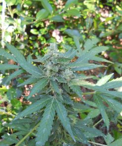 Buy Bud Automatic Seeds online | Bud Automatic Seeds for sale | Bud.A