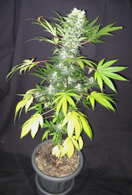 Buy WSS Seeds Online | WSS Seeds for sale | WSS Seeds
